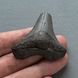 Зуб акулы мегалодон 50*48*11мм окаменелость 2
