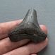 Зуб акули мегалодон 50*48*11мм скам'янілий 1