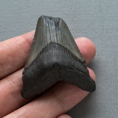 Зуб акулы мегалодон 50*45*16мм окаменелость