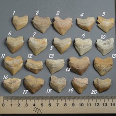 Зуб акулы Squalicorax pristodontus, ок. 20*25мм, Марокко
