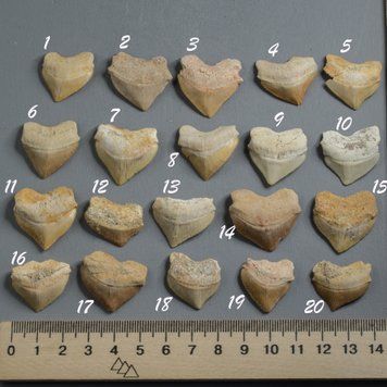 Зуб акули Squalicorax pristodontus, приб. 20*25мм, Марокко